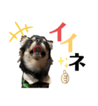 岡山弁犬(チワワ)（個別スタンプ：4）