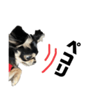 岡山弁犬(チワワ)（個別スタンプ：5）