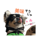 岡山弁犬(チワワ)（個別スタンプ：6）