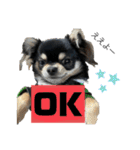 岡山弁犬(チワワ)（個別スタンプ：9）