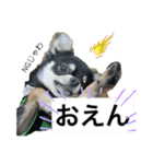 岡山弁犬(チワワ)（個別スタンプ：10）