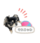 岡山弁犬(チワワ)（個別スタンプ：12）
