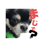 岡山弁犬(チワワ)（個別スタンプ：13）