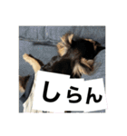 岡山弁犬(チワワ)（個別スタンプ：14）