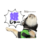 岡山弁犬(チワワ)（個別スタンプ：16）