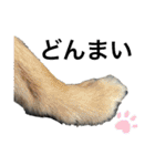 岡山弁犬(チワワ)（個別スタンプ：19）