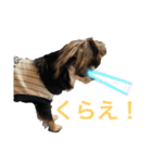 岡山弁犬(チワワ)（個別スタンプ：20）