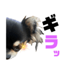 岡山弁犬(チワワ)（個別スタンプ：21）