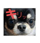岡山弁犬(チワワ)（個別スタンプ：23）
