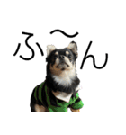 岡山弁犬(チワワ)（個別スタンプ：25）
