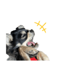 岡山弁犬(チワワ)（個別スタンプ：29）
