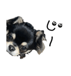 岡山弁犬(チワワ)（個別スタンプ：30）