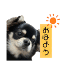 岡山弁犬(チワワ)（個別スタンプ：31）
