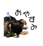 岡山弁犬(チワワ)（個別スタンプ：32）
