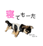 岡山弁犬(チワワ)（個別スタンプ：33）