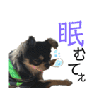 岡山弁犬(チワワ)（個別スタンプ：34）