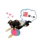 岡山弁犬(チワワ)（個別スタンプ：35）