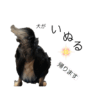 岡山弁犬(チワワ)（個別スタンプ：37）