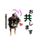 岡山弁犬(チワワ)（個別スタンプ：38）
