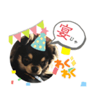 岡山弁犬(チワワ)（個別スタンプ：40）