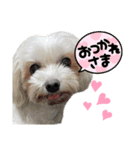 凛ちゃんのいぬスタンプ（個別スタンプ：2）