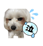 凛ちゃんのいぬスタンプ（個別スタンプ：3）