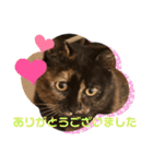 辻川家の花ちゃんキュート編（個別スタンプ：6）