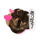 辻川家の花ちゃんキュート編（個別スタンプ：9）