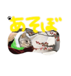 うちのれんちゃん♥（個別スタンプ：7）