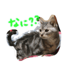 うちのれんちゃん♥（個別スタンプ：12）