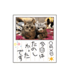 うちのれんちゃん♥（個別スタンプ：25）