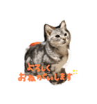 うちのれんちゃん♥（個別スタンプ：30）