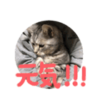 うちのれんちゃん♥（個別スタンプ：31）