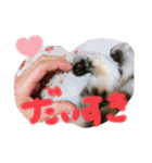 うちのれんちゃん♥（個別スタンプ：37）