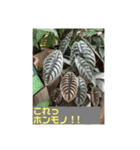 思い出アーカイブスタンプ①（個別スタンプ：7）