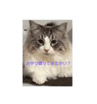 どん太と愉快な仲間（個別スタンプ：7）