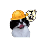 狆の可愛い挨拶（個別スタンプ：7）