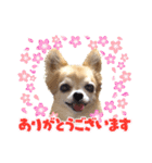 チワワのポポさん7（個別スタンプ：7）