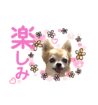 チワワのポポさん7（個別スタンプ：9）