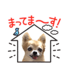 チワワのポポさん7（個別スタンプ：18）