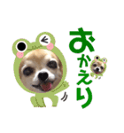 チワワのポポさん7（個別スタンプ：21）