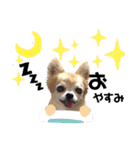 チワワのポポさん7（個別スタンプ：38）