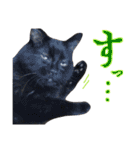 黒猫トムチ5（個別スタンプ：3）