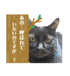 黒猫トムチ5（個別スタンプ：17）