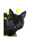 黒猫トムチ1（個別スタンプ：14）