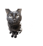 黒猫トムチ1（個別スタンプ：18）