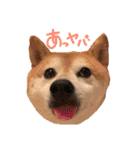 そんなに可愛くてどうするの？（個別スタンプ：6）