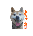 そんなに可愛くてどうするの？（個別スタンプ：19）