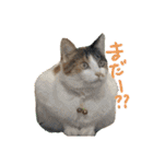 そんなに可愛くてどうするの？（個別スタンプ：36）