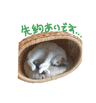 そんなに可愛くてどうするの？（個別スタンプ：39）